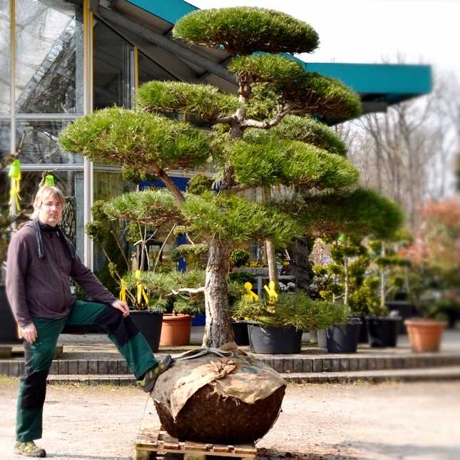 Formgehlze Gartenbonsai